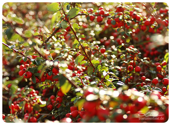 P52 - Woche 46 - Spuren