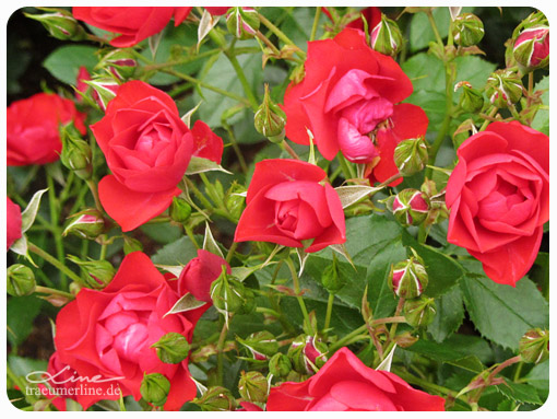 Rosengartenfesttage Forst 2013