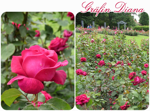 Rosengartenfesttage Forst 2013 :: Gräfing Diana