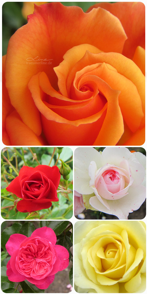 Rosengartenfesttage Forst 2013